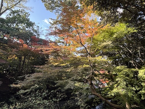 徳川園を散策してきました。251128
