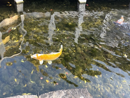 徳川園を散策してきました。251128